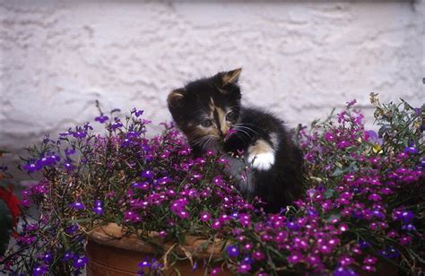 Kitten Smelling Flower Photograph By Jerry Shulman Pixels