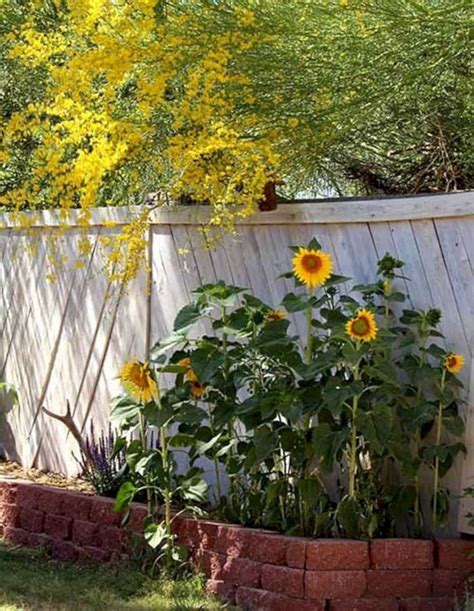 25 Beautiful Sunflower Backyard Design For Your Garden Ideas Growing