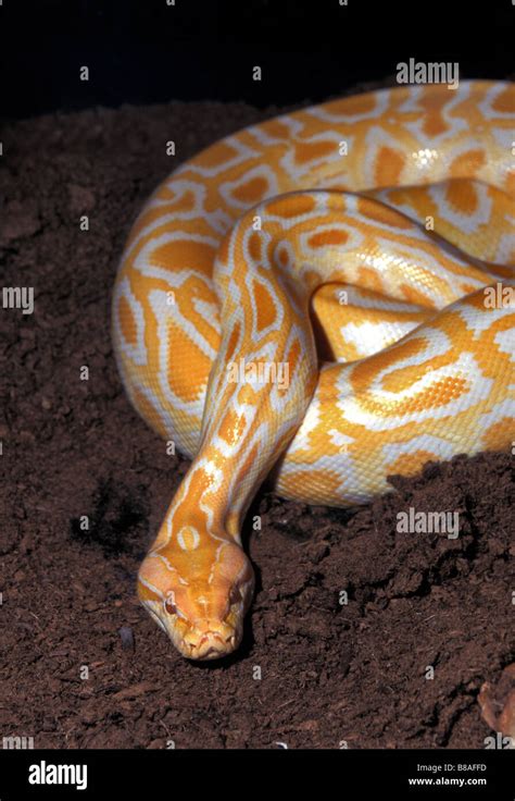 Albino Burmese Python Python Molurus Bivittatus Asia Stock Photo Alamy