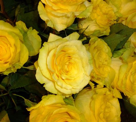 We did not find results for: Yellow roses symbolize friendship | Rose, Yellow roses ...