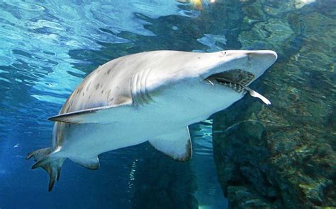 En Nouvelle Calédonie Les Campagnes D’abattage De Requins Interdites Par La Justice Le Télégramme