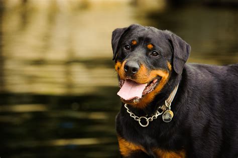 Your rottweiler should be kept at home with you. Rottweiler (Rottie): Full Profile, History, and Care