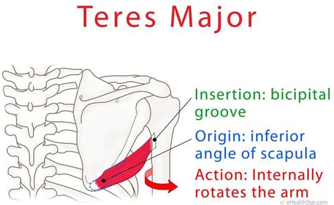 Clavicle, acromion process, and scapular spine a. Teres major anatomy and test (video) | Muscular system ...