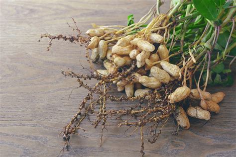 How To Grow A Peanut Plant Bbc Gardeners World Magazine