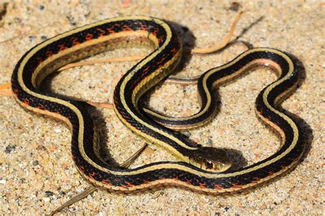 Common Gartersnake Thamnophis Sirtalis Amphibians And Reptiles Of