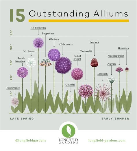 Love Alliums Check Out Our New Planning Guide Longfield Gardens