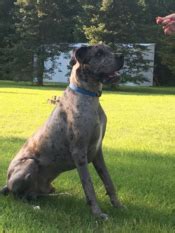 0:52 the pet collective 17 485 просмотров. Northern Colorado Great Danes Stud