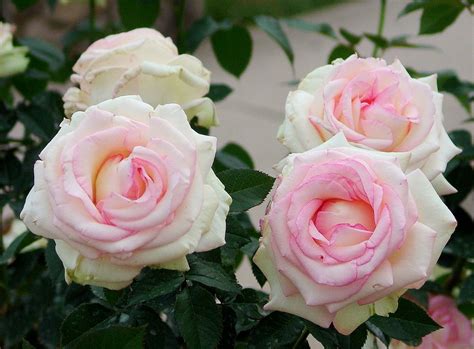 Check spelling or type a new query. White w Pink Tinge Rose Bush | Susie Blackmon | Flickr