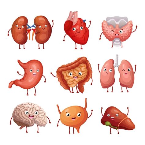 Premium Vector Cute Cartoon Human Organs Stomach Lungs And Kidneys
