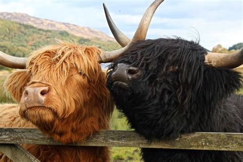 Hairy Coos By Peregrine Rye 500px Scottish Highland Cow Fluffy