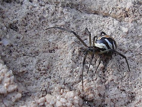 The female black widow spider, though it is the most venomous spider in north america, seldom causes death as it injects a very small amount of treatments are available for the symptoms caused by a black widow spider bite. Dirt and Dogs: Claret Cup, Owl Box & Black Widow