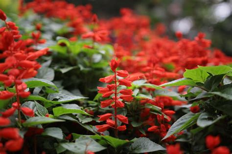 Green Plants With Red Flowers · Free Stock Photo