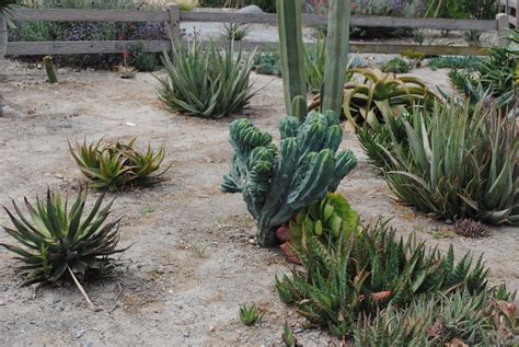 (v) camel is the ship of the desert. Cactus vs. Succulents | Rice Canyon Demonstration Gardens