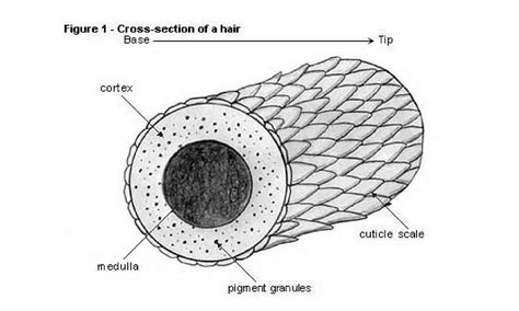 Hair Back To Basics How Is Hair Structured And What Is It Made Of