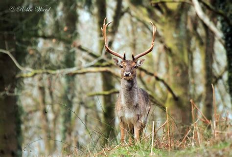 Forest Of Dean Wildlife And Nature Diary Oh Deer
