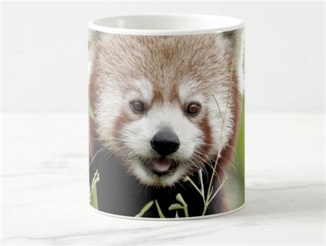 Happy Red Panda Gifts Store - Red Panda Gift Shop