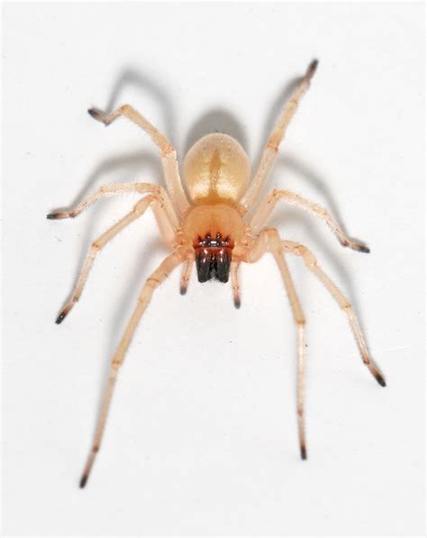 Yellow sac spiders (family Cheiracanthiidae) | spiderbytes