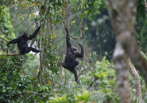 As Cameroon Government Backtracks On Logging Concession Of Ebo Forest