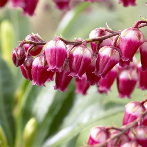Pieris Japonica Passion Exclusive New Lily Of The Valley Shrub