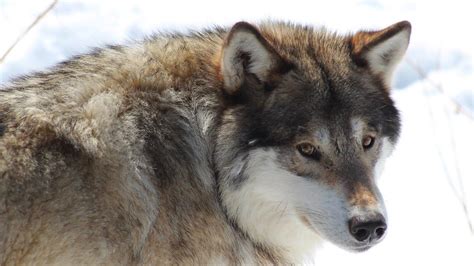 Bbc World Service Crowdscience Do Animals Have Accents Wolves Howl