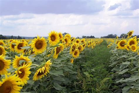 Meadow Of Sunflowers Stock Image Image Of Landscape 11211539