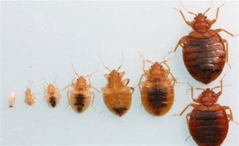 How Can Bed Bugs Enter Your Ear Bed Bugs Sprays
