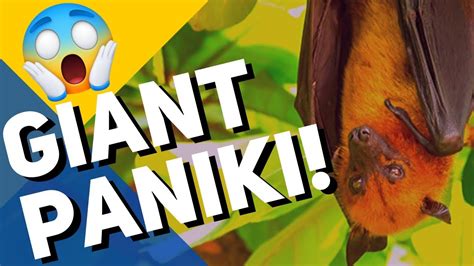 Higanteng Paniki! [World's Largest Bat in the Philippines] 🦇🇵🇭 - YouTube