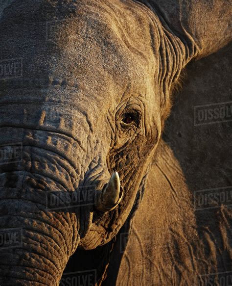 African Elephant Loxodonta Africana Close Up Of Head Etosha National