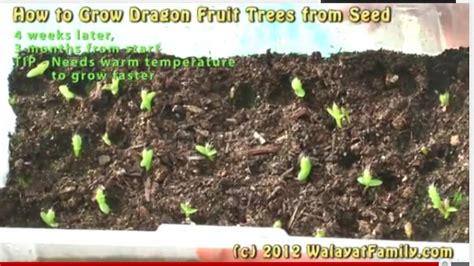 Fruit trees vary in the amount of time it takes a plant to grow to the time it produces its first fruits. How to Grow a Dragon Fruit Tree From Seed, Germinate ...