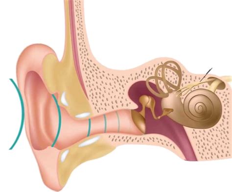 Anatomia Do Ouvido