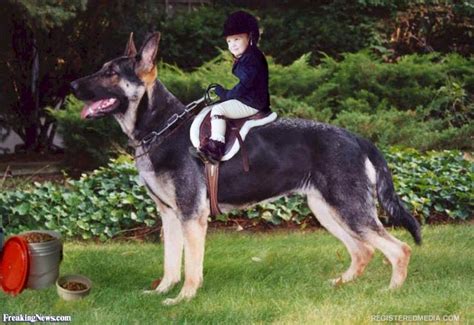 How many puppies can a german shepherd have? What's up with so many GSD owners ? - German Shepherd Dog Forums