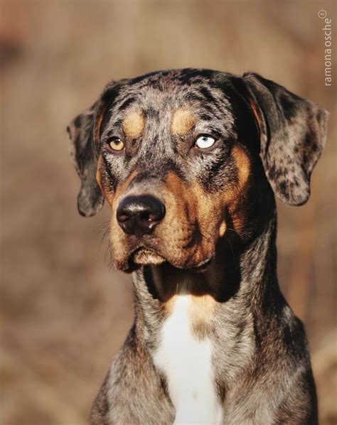 Portrait Of A Catahoula Null American Leopard Hound Catahoula