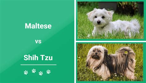 Maltese Vs Shih Tzu Which One Is Right For Me Newsmagzines