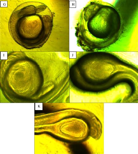 Embryonic Developmental Stages Of P Sarana A Morula Stage B