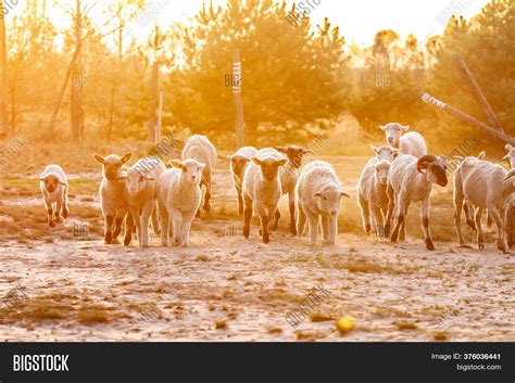 Herd Young Trimmed Image And Photo Free Trial Bigstock