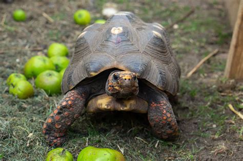 How To Look After A Pet Tortoise Beginner Guide For New Keepers