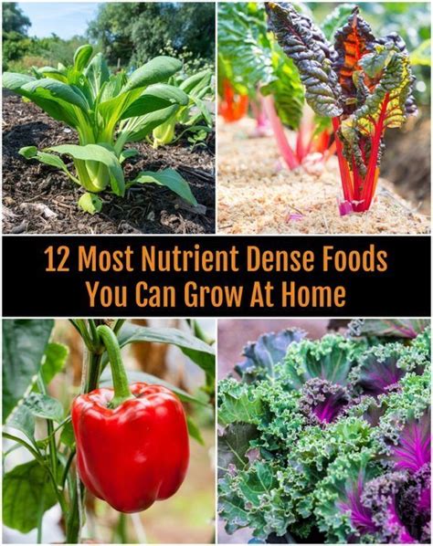 12 Most Nutrient Dense Foods You Can Grow At Home Organic Vegetables
