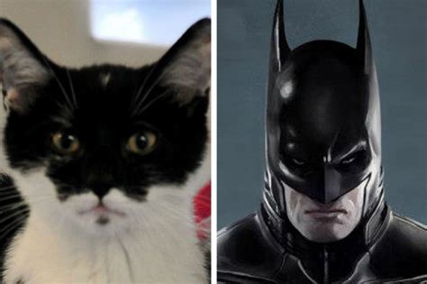 Does This Cat Look Like Batman Sci Fi Humor Broody Crusades Nerdy