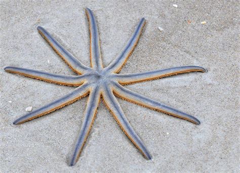 40 Quirky Starfish Facts That May Surprise You