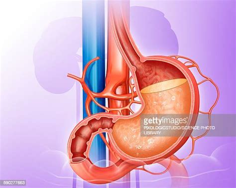 What Color Is Stomach Acid High Res Illustrations Getty Images