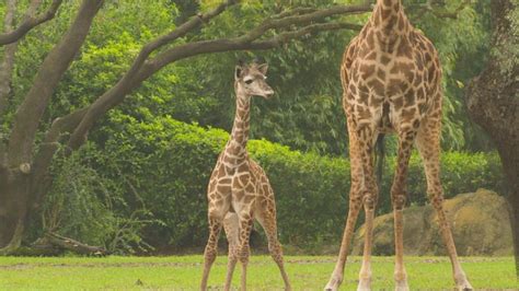 Meet Jabari The Giraffe Calf Who Just Joined Disneys Animal Kingdoms