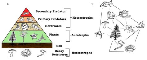 Ecological Concepts Food Webs