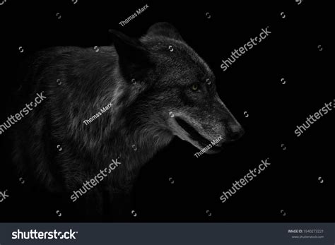 Eastern Timber Wolf Canis Lupus Lycaon Stock Photo 1940273221