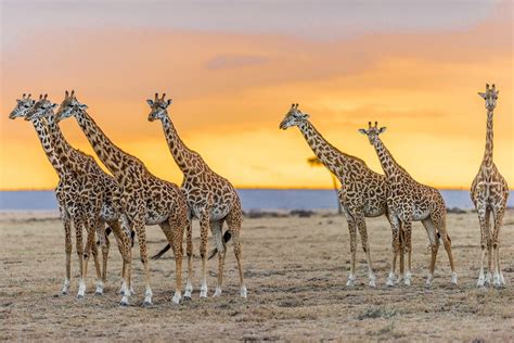 Seven Giraffes At Sunset In The Maasai Mara Reserve Smithsonian Photo