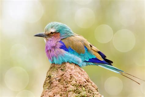 From majestic to strange to downright funny, there's something for you in our animal wallpapers section. colorful, Birds, Animals, Bokeh Wallpapers HD / Desktop ...