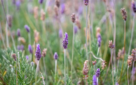 Grow Lavender At Home Tips Considerations And More Zameen Blog