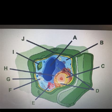 Golgi apparatus — a collection of vesicles and folded membranes in a cell, usually connected to the endoplasmic reticulum. POINTS!!!! Consider this plant cell. Which organelle is ...