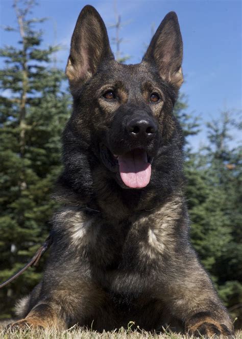 Would you be willing to make a sable or bicolour german shepherd? Black sable with seldom seen top level training. https://kraftwerkk9.com/2012/09/sg-belix-vom ...