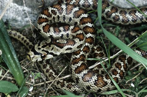 Leopard Snake Photograph By Steve Taylor Pixels