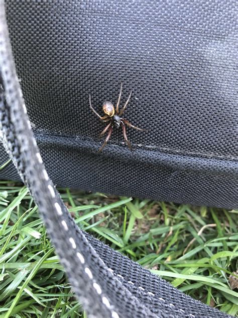 There was a scare and no one would touch them, that's when the bosses son became important. Steatoda nobilis (Noble False Widow) in Berkeley ...